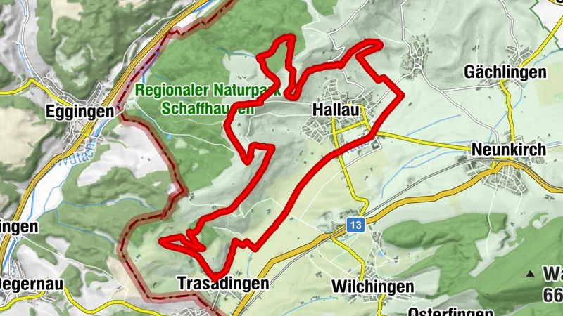 Galop Hallauer